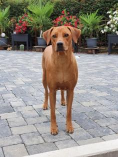 Rhodesian Ridgeback Welpen Mai 2023 vom Züchter