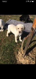 Verkaufe schöne Labrador Welpen