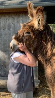 Lama Hengst und Esel Hengst