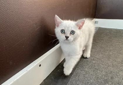 Abgabe bereite BKH blue point kitten