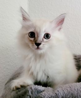 Norweger-Neva Masquarade Kitten