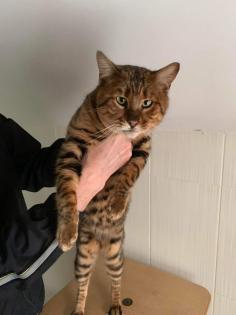 Süße Toyger Kätzchen mit Stammbaum