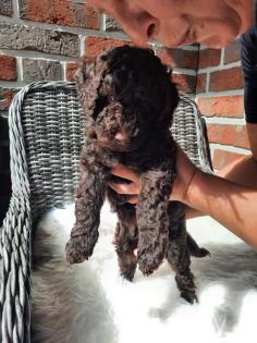 Goldendoodle Welpen