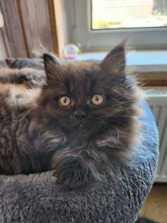 Maine Coon Perser Kitten