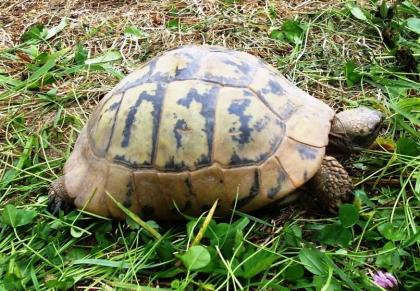 Griechische Landschildkröten Thb. un Thh. kleinbleibende Unterart aus dem westlichen Mittelmeerr