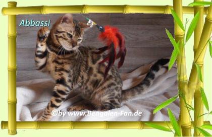 Bengal Kater Abbassi immer gut gelaunt fröhlich und lieb