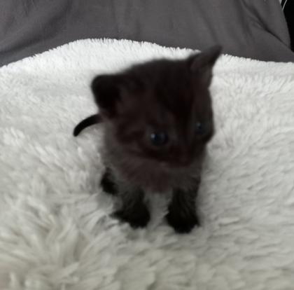 Türkisch van Kitten mix
