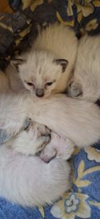 Kitten Süße Thai - Kitten alter Typ