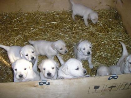 Golden Retriever Welpen