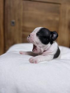 8 wunderschöne Französische Bulldoggen