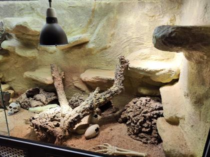 Bartagame m mit großem Terrarium Quarantäneterrarium inkl. Beleuchtung und viel Zubehör