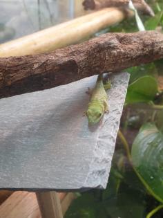 Phelsuma Grandis Madakaskar Taggecko