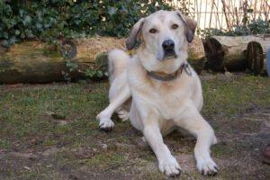 Zimtschnecke - weiblich 4 Jahre 78 cm 47 kg Kangal-Mix Gechipt Kastriert