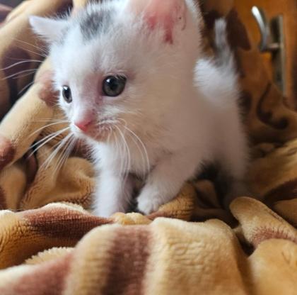 Baby Katze bkh/maincoon mix