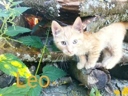 Kätzchen/Kitten suchen ein liebevolles Zuhause
