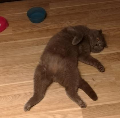 Bkh Mix Kater zum verkaufen