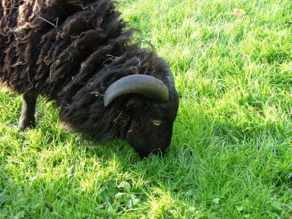 Ouessantbock geb. Mai 2022