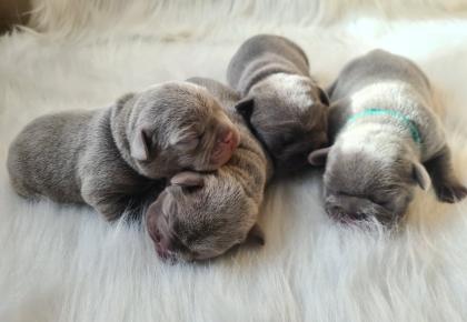 Französische Bulldoggen Welpen lilac solid lilac tan blue and tan