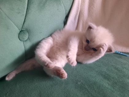 Ragdoll Nachwuchs zuckersüß
