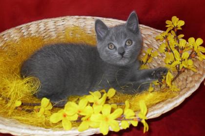 Reinrassiges Kartäuser-Weibchen Kitte