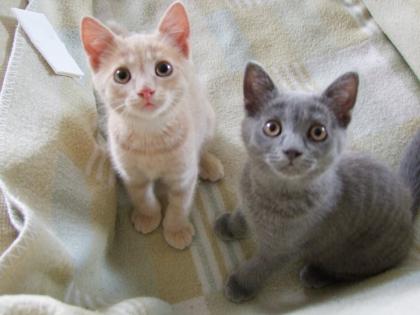 Süße kleine Katzenbabys / Kätzchen / Kitten