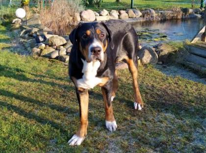 Welpen Große Schweizer Sennenhunde