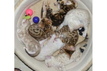 Samtpfoten im Leopardenlook Typvolle Bengalkätzchen mit Papiere Spektakulärer