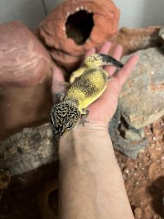 2 Geckos da ich das Hobby aufgeben muss