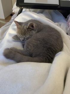 Zwei liebe BKH Kitten lilac blue weiblich