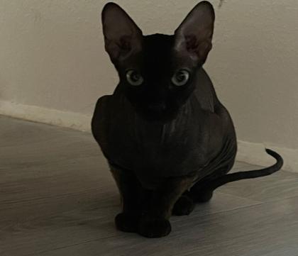 Sphynx / Sphinx Mädchen zu verkaufen/ fast 2 Jahre alt