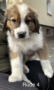 Berner Sennenhund Welpen