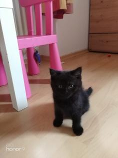 BKH Kitten suchen ein Zuhause