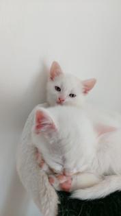 Batzenbaby BKH Kitten weiß