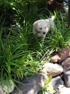 Labrador Welpen suchen dich