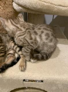 Bengal Kitten Mädchen suchen ein neues zu Hause
