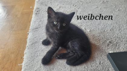 Ägyptisch Mau - BKH Mix Kitten
