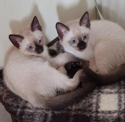 Siam /Thai Kitten Seal Chocolate Point Babys Kätzchen