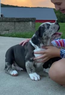 Wunderschöne reinrassige Amerikanische Pitbull -Welpen Männer und Frauen 15 Wochen.