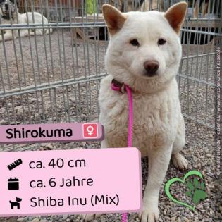 Shirokuma w freundlich