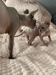 Sphinx Kitten nackt Katzen