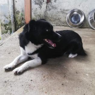 Rocco sucht ein Zuhause