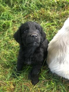 Goldendoodle Welpen Allergiker geeignet