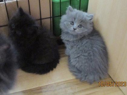 Reinrassige Perser Kitten mit Nase