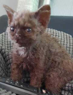 Selkirk Rex Kitten weiblich