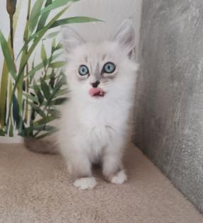 Neva masquarade Sibirische Waldkatze kitten