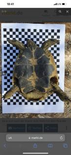 Griechische Landschildkröten