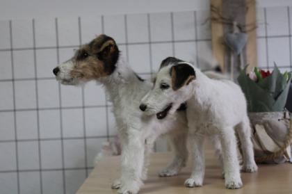 Drahthaar Foxterrier Welpen.