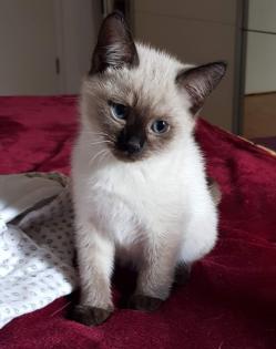Siam /Thai Kitten Seal Chocolate Point Babys Kätzchen