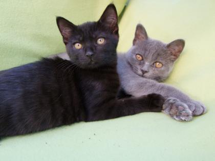 Süße kleine Kätzchen / Kitten / Katzenbabys