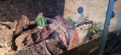 4. 0 Maskenleguane / Terrarium mit Zubehör